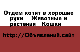 Отдем котят в хорошие руки -  Животные и растения » Кошки   